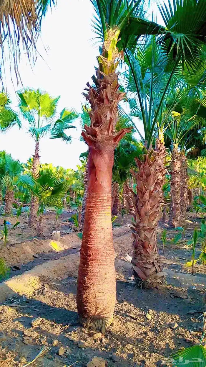 نخيل واشنطني زينه 6