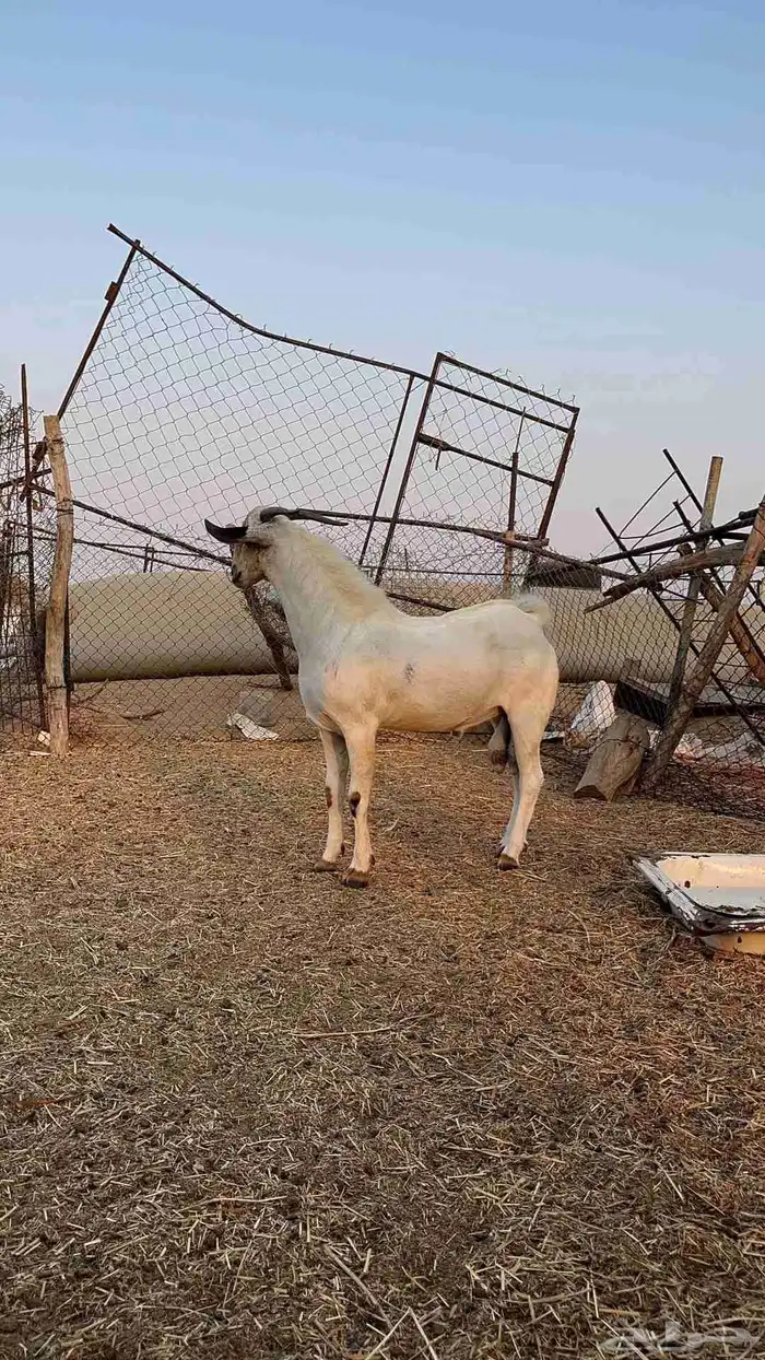 تيس بيشي صنف الصنف 0