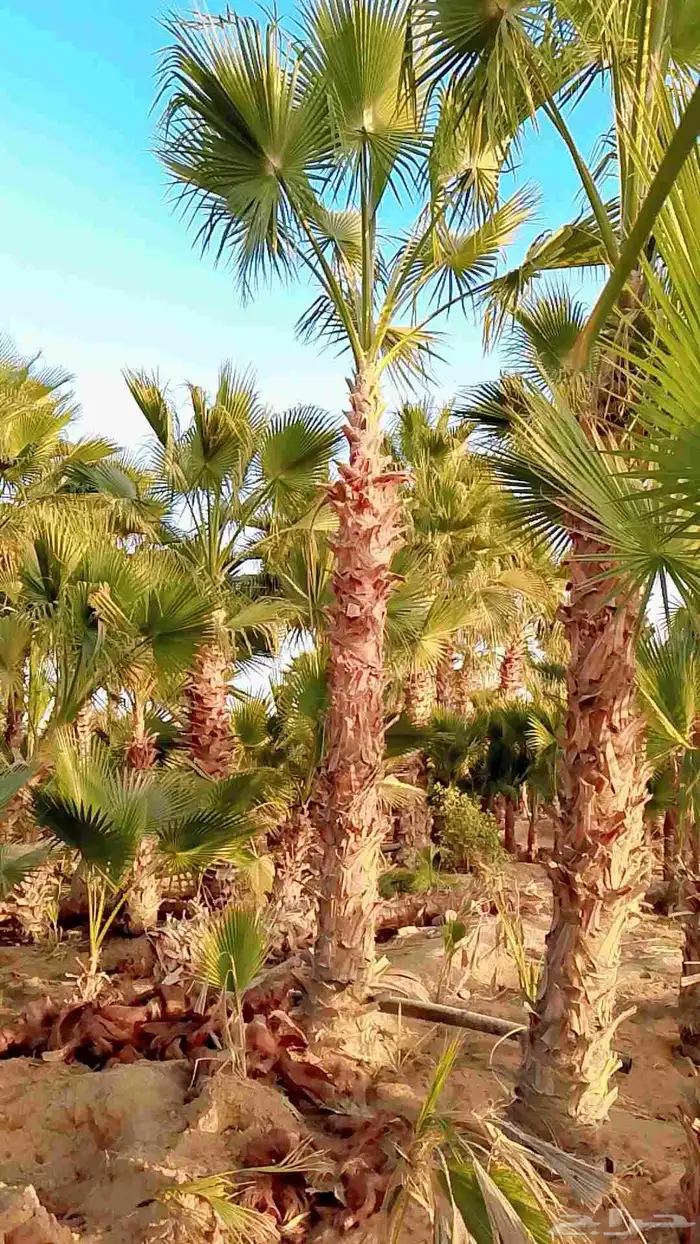 نخيل واشنطني زينه 7