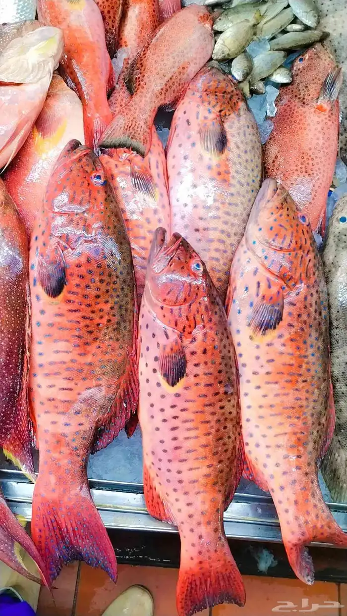 سمك طازج للبيع 3