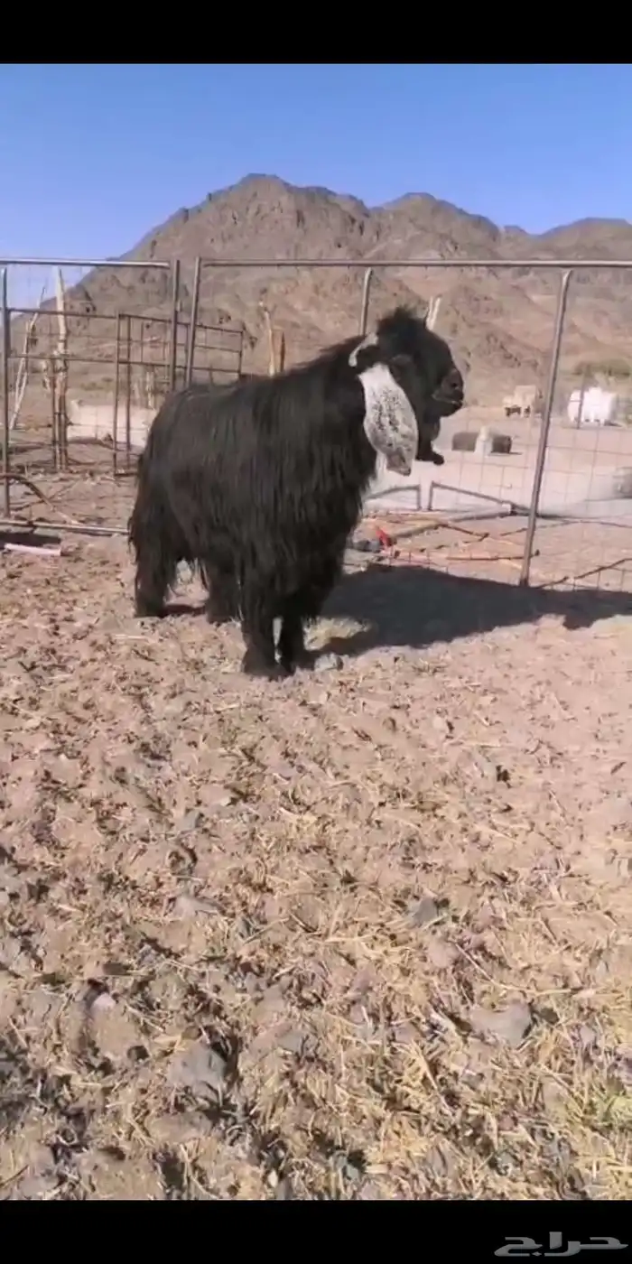 معزا مضاريع 0