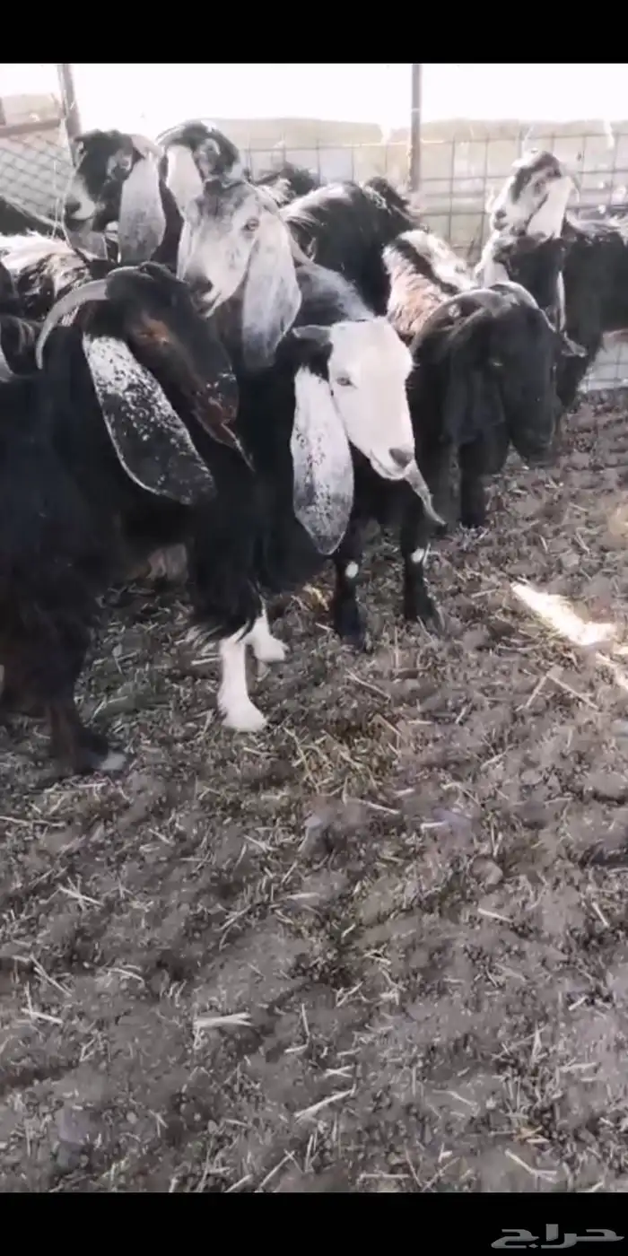 معزا مضاريع 8