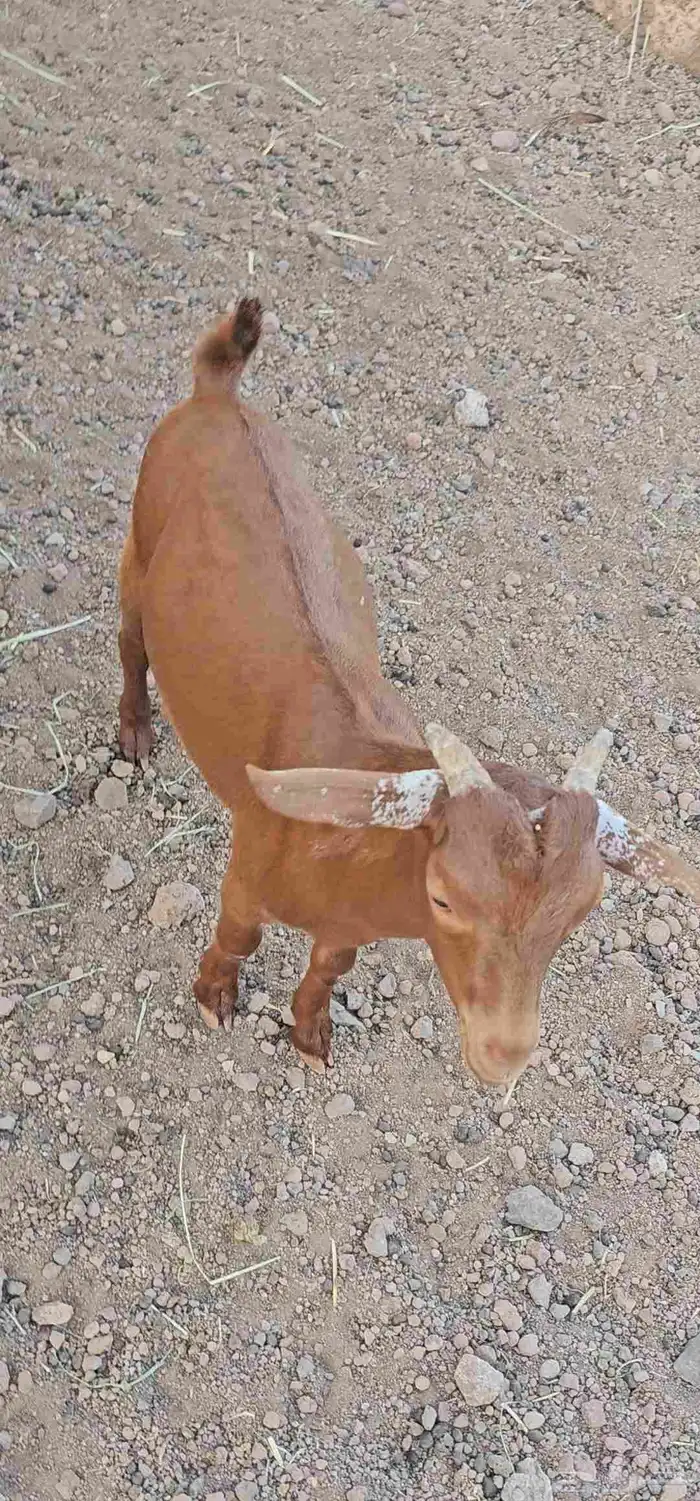 للبيع عتود لباني 0