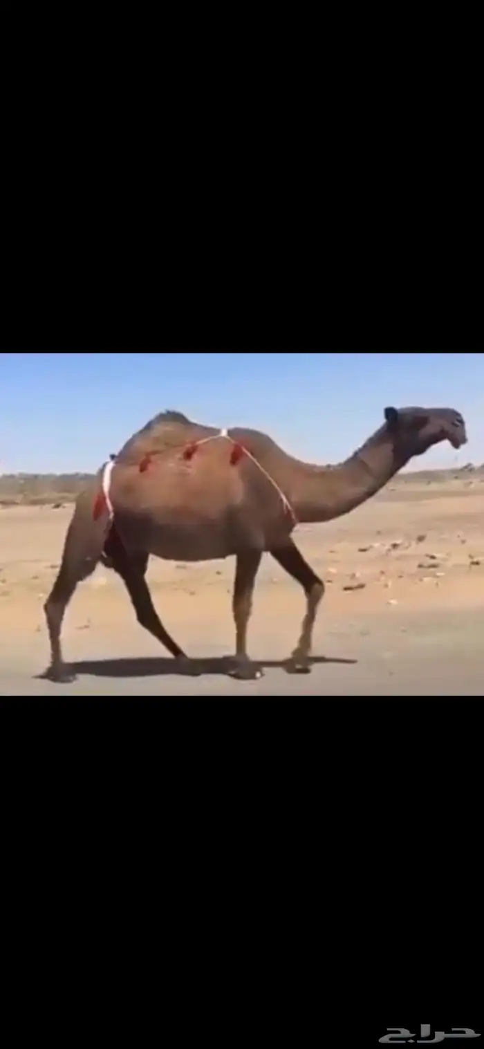 البيع الضريبه الصفرا ام ثالث 0