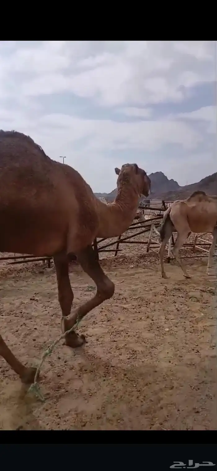 بعير شمالي كفو للبيع 0