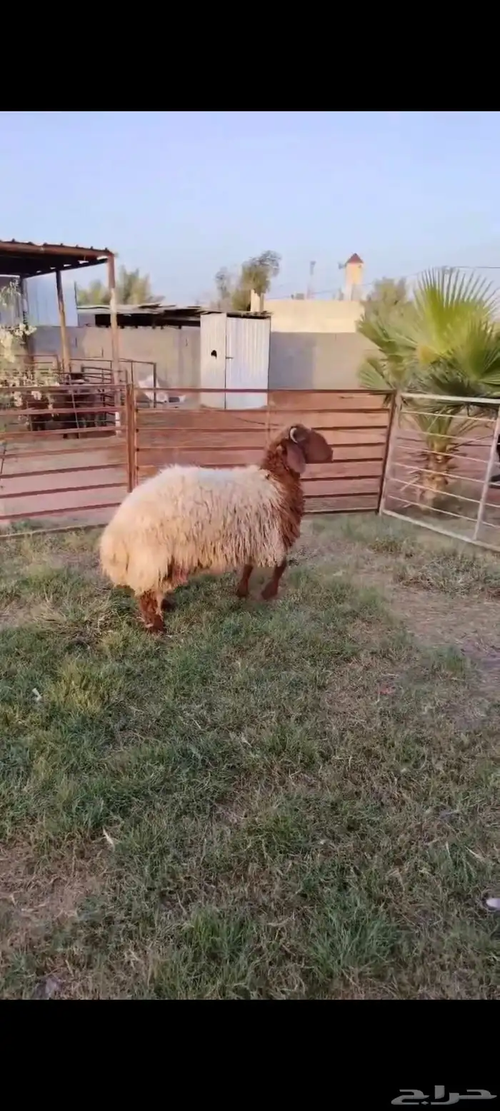 جذع نعيمي اردني ظهر وطرف عمر 9 شهور 1