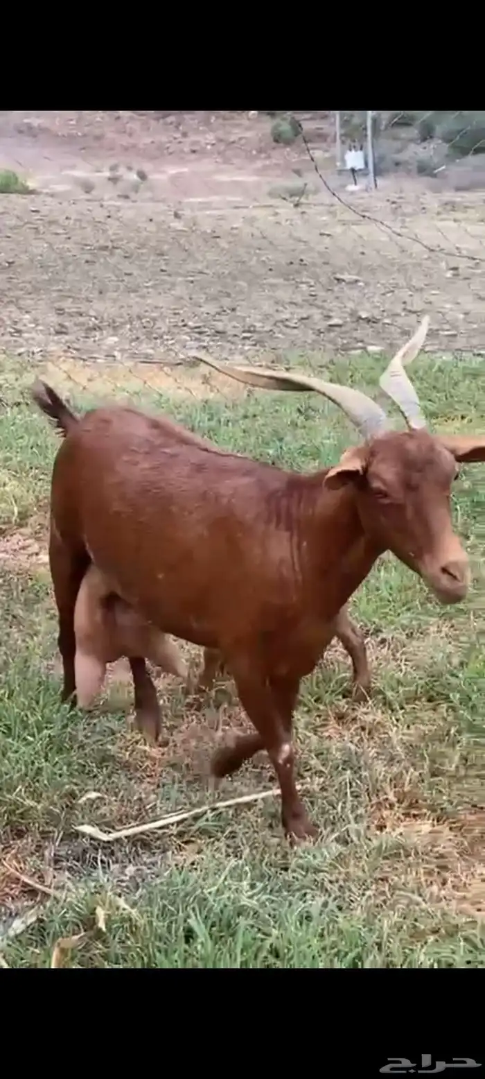لبييع عنزين مواليد دهم حص صنف الصنف مواليد تحتها تيس وعناق 8