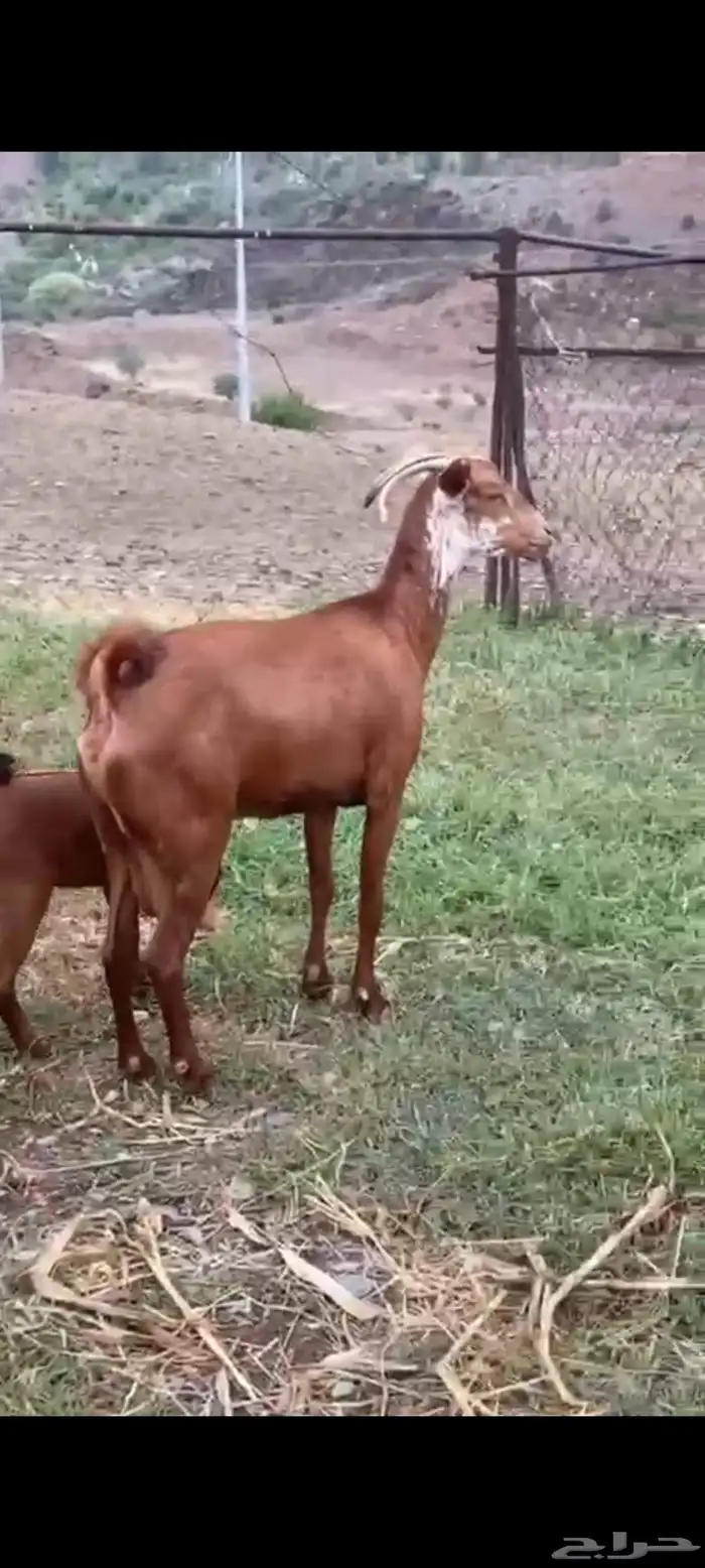 لبييع عنزين مواليد دهم حص صنف الصنف مواليد تحتها تيس وعناق 1