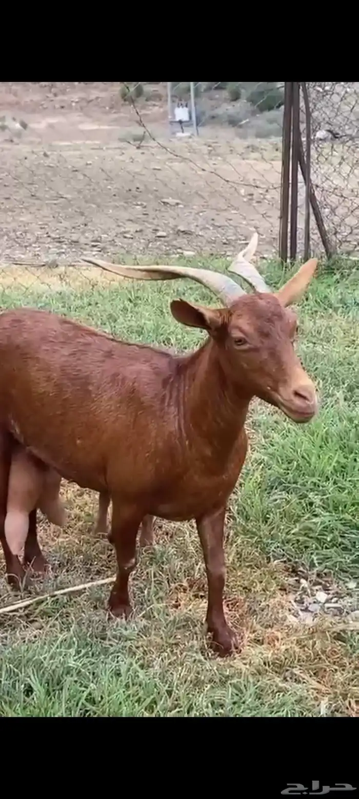 لبييع عنزين مواليد دهم حص صنف الصنف مواليد تحتها تيس وعناق 5