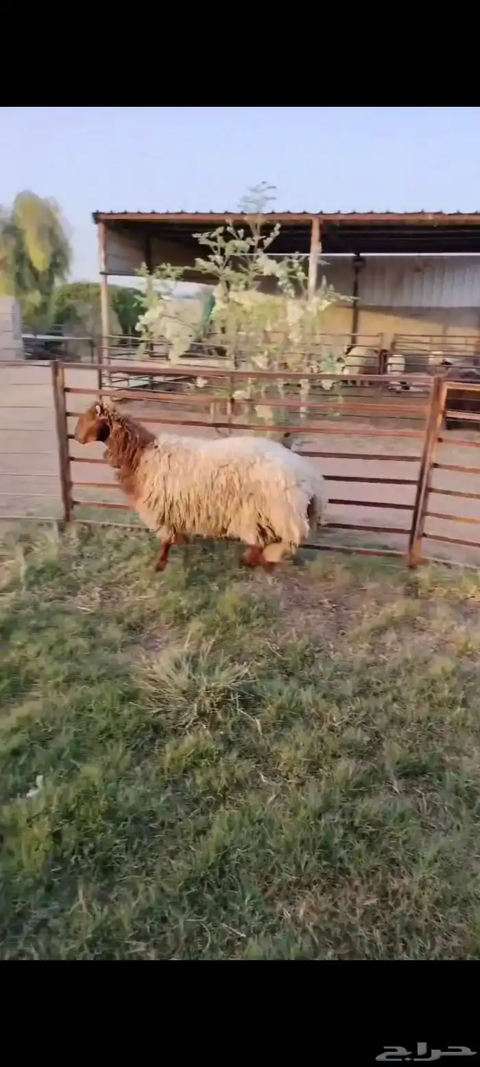 جذع نعيمي اردني ظهر وطرف عمر 9 شهور 2