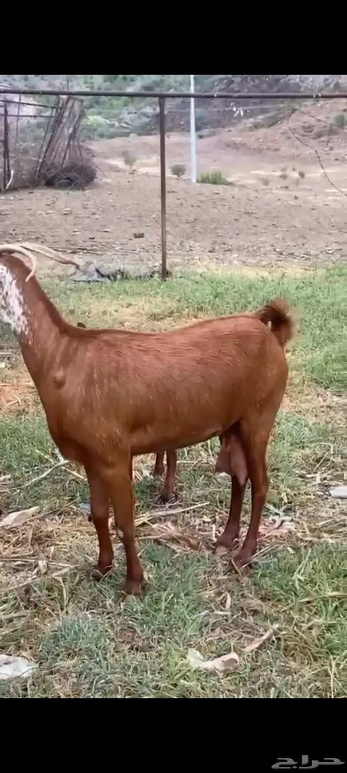 لبييع عنزين مواليد دهم حص صنف الصنف مواليد تحتها تيس وعناق 4