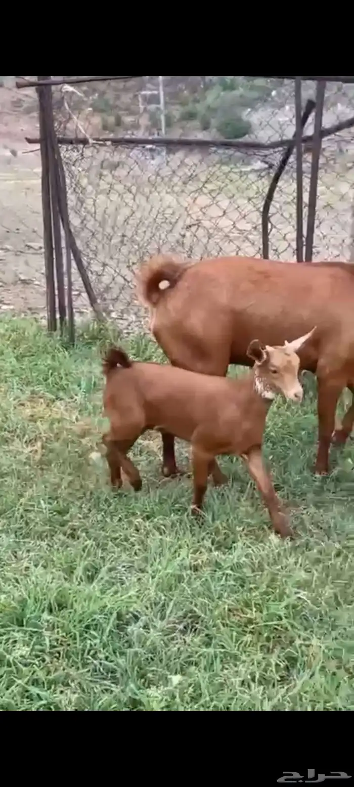 لبييع عنزين مواليد دهم حص صنف الصنف مواليد تحتها تيس وعناق 0
