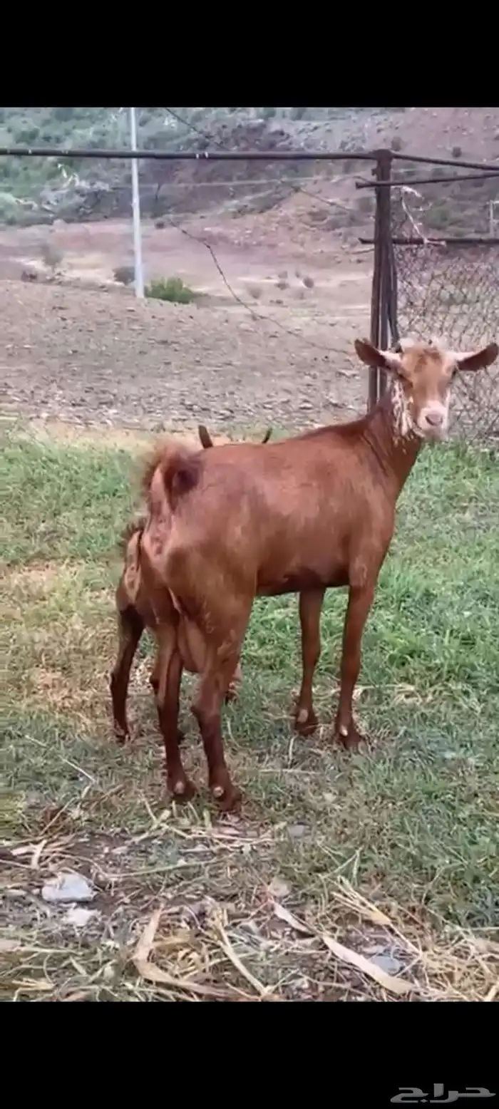 لبييع عنزين مواليد دهم حص صنف الصنف مواليد تحتها تيس وعناق 3