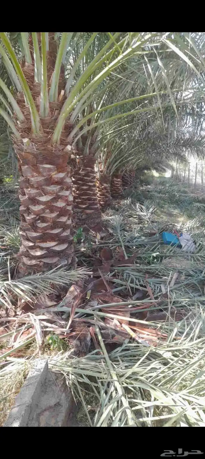 يوجد نخل كبار البيع سكري نبت علي خلاص برحي 5
