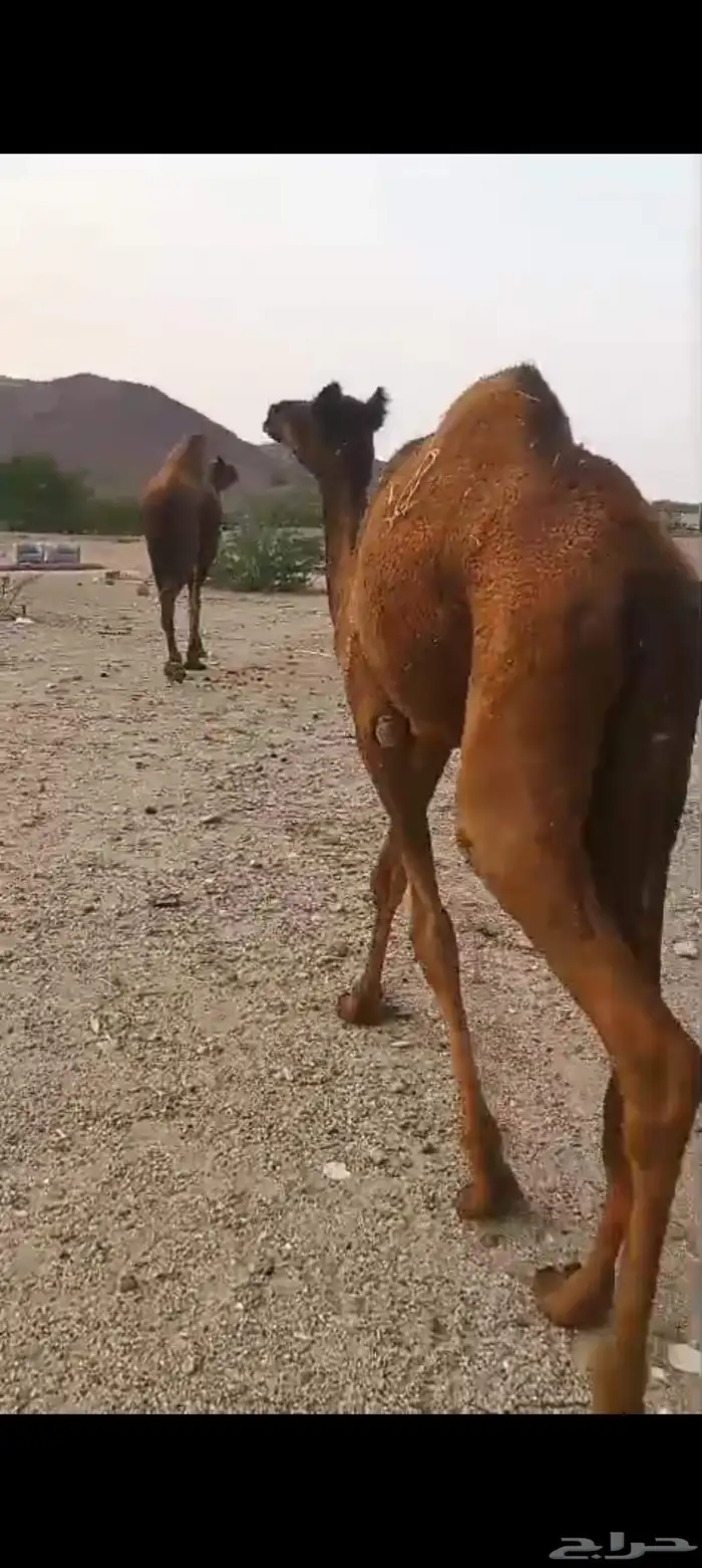عشرا لقحه ببنتها تم البيع 3
