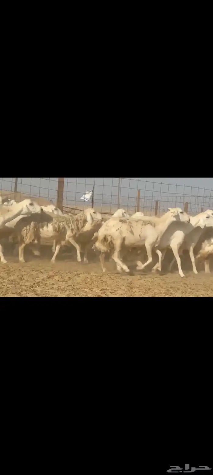 غنم حريات جنب طيبه عددها 81راس 4