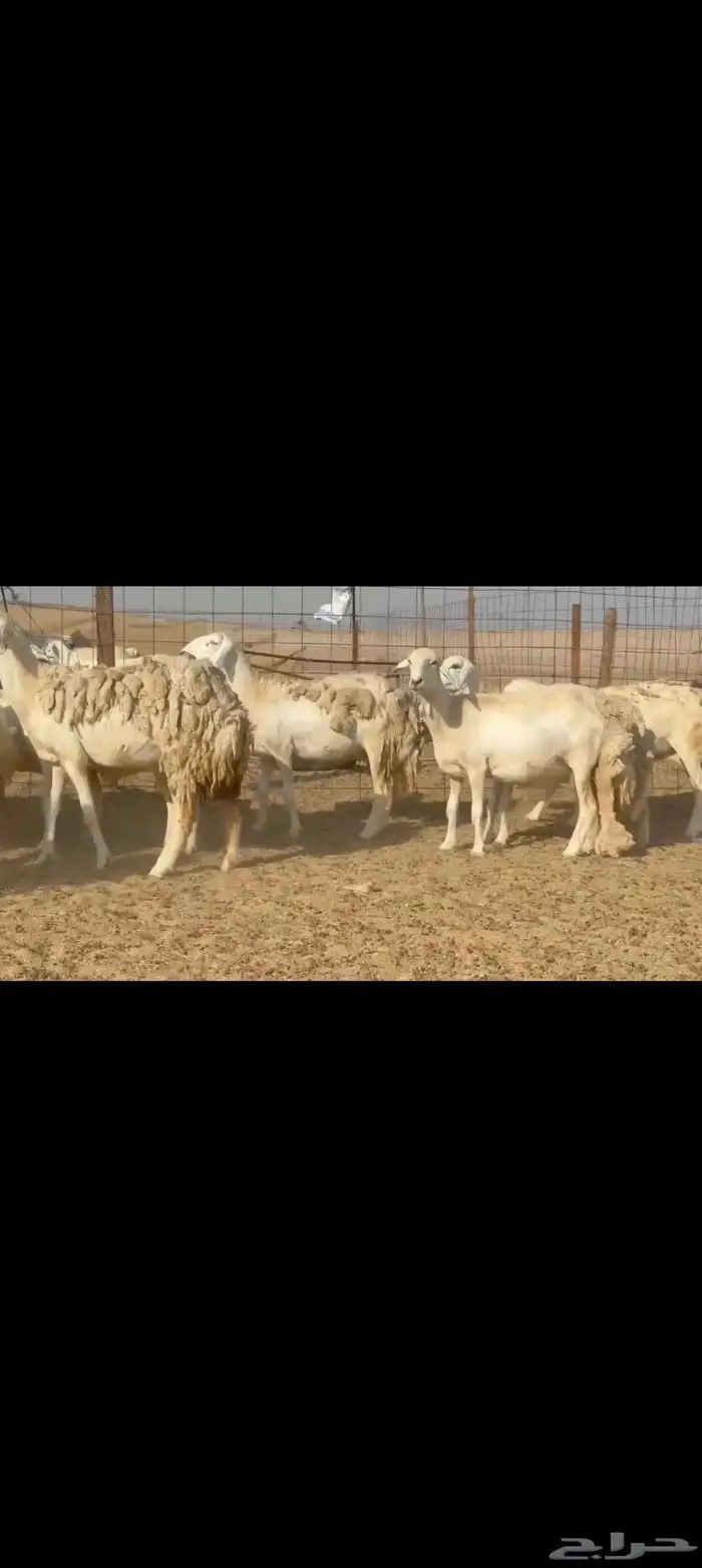 غنم حريات جنب طيبه عددها 81راس 0