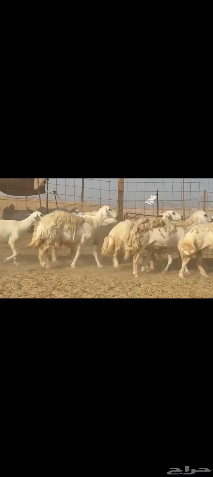 غنم حريات جنب طيبه عددها 81راس 5