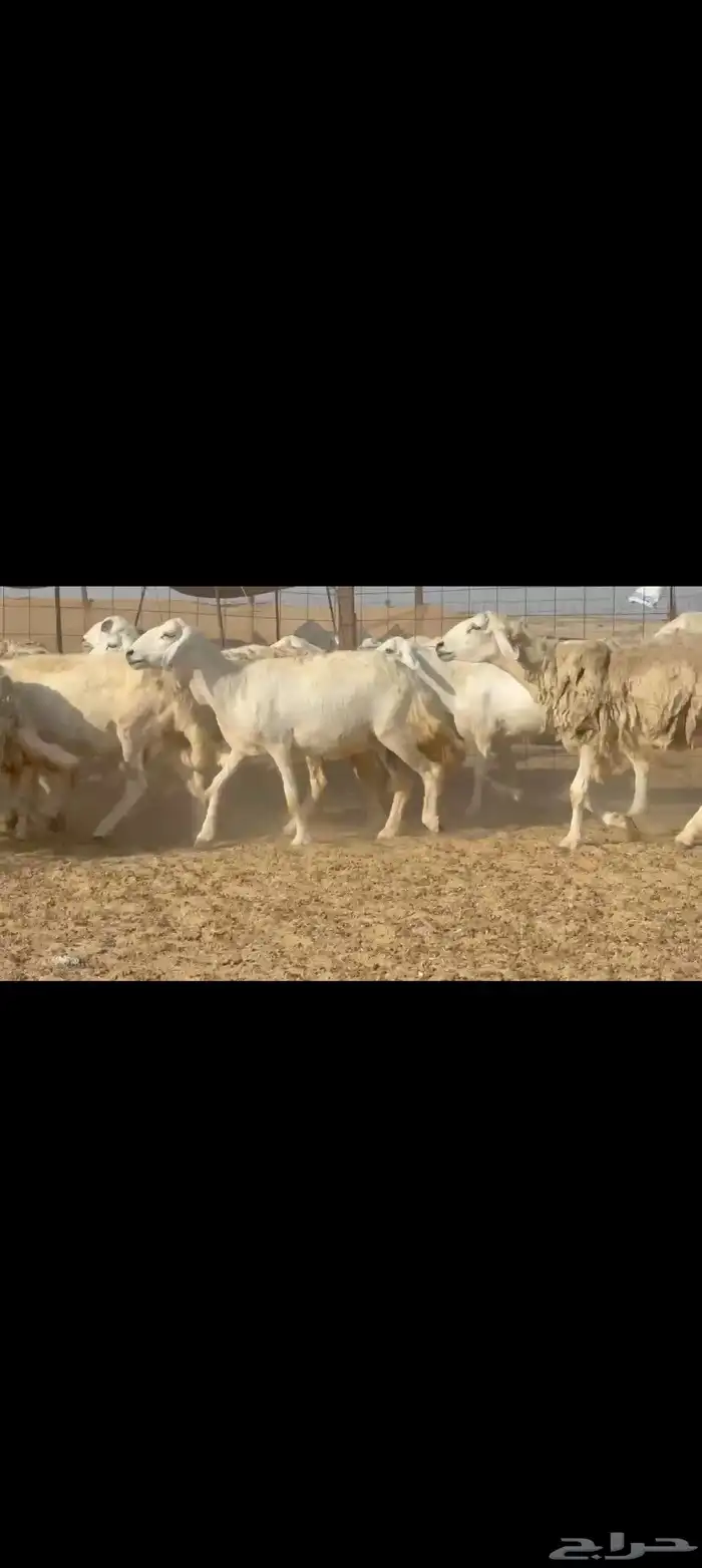 غنم حريات جنب طيبه عددها 81راس 2