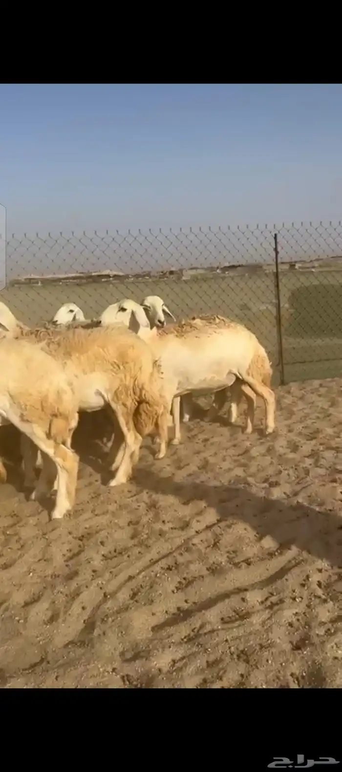 غنم حريات رخال 5