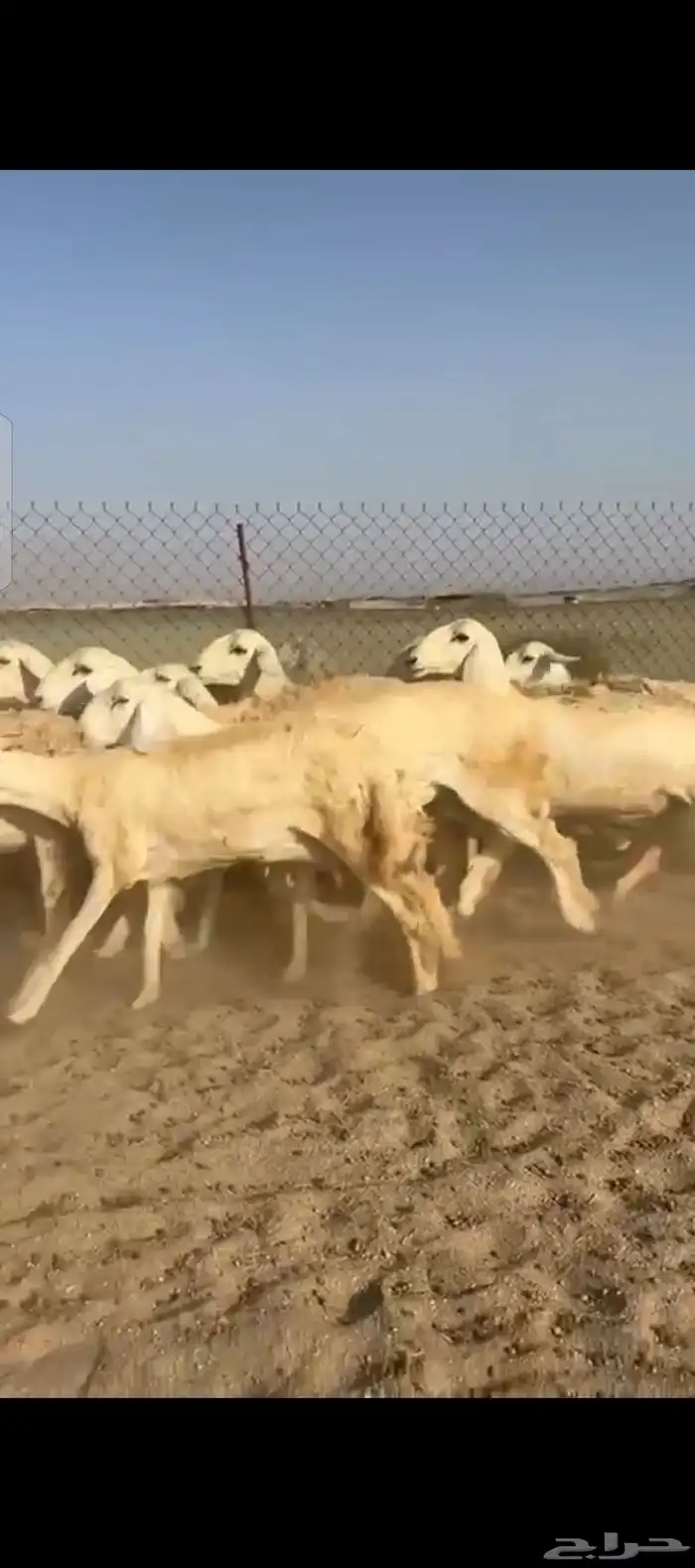 غنم حريات رخال 4