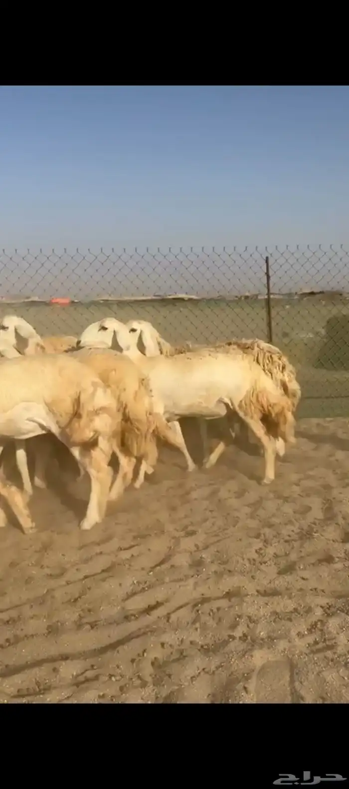 غنم حريات رخال 3