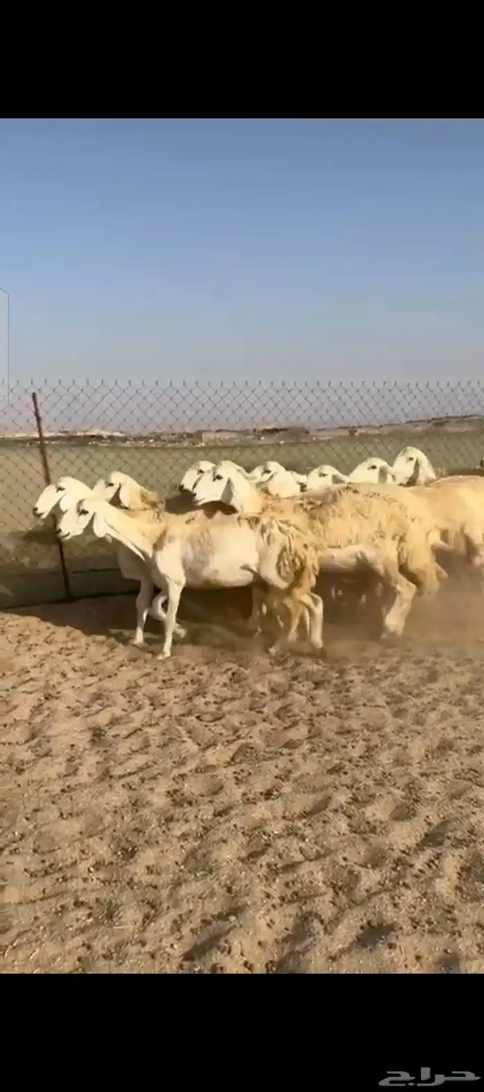 غنم حريات رخال 1