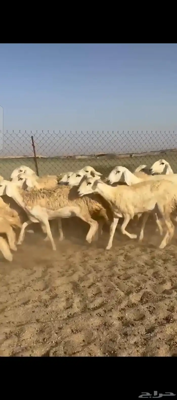 غنم حريات رخال 0