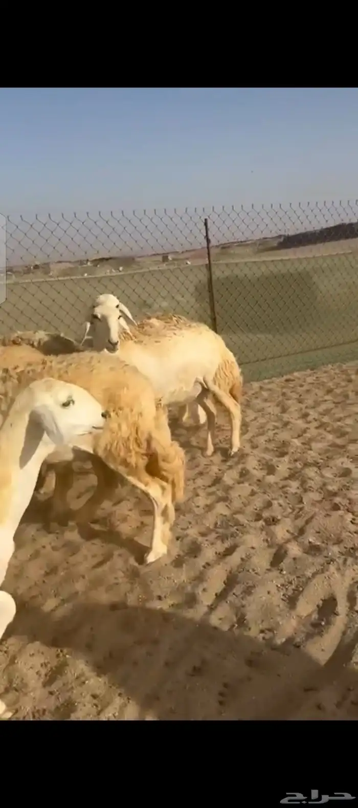 غنم حريات رخال 2