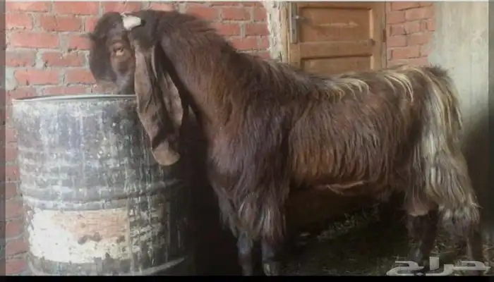 ماعز قبرصي 1