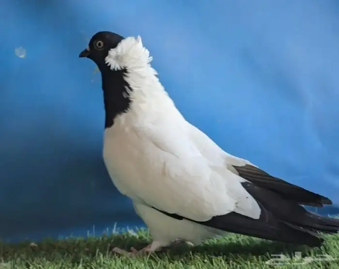جووز ارباش اسود 3