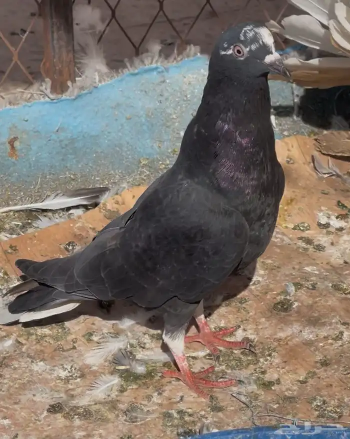 حمام منوع على 10 0