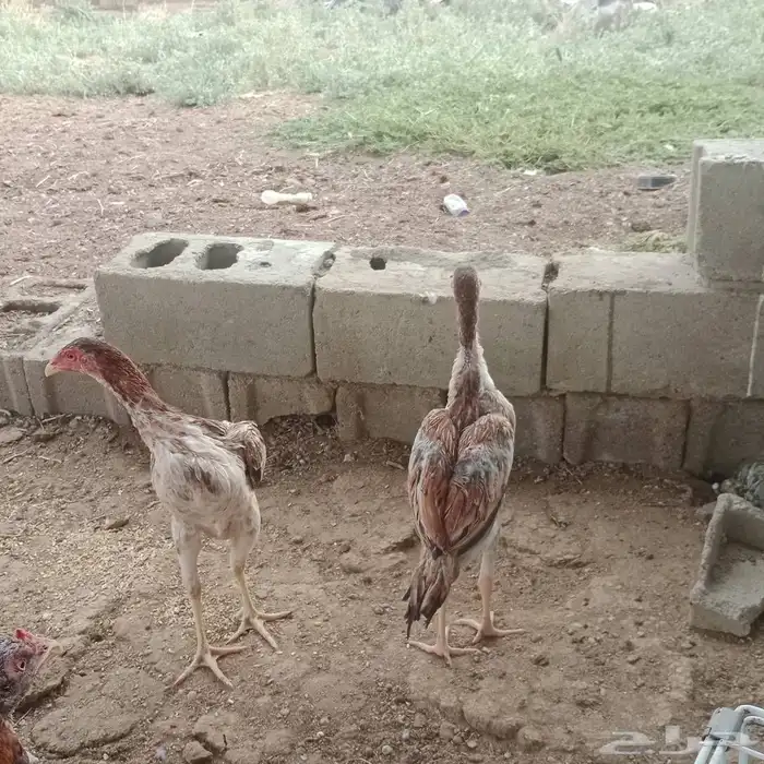 سلام عليكم عرض لك طقم شامو ياباني عمر تقريبا ديك 6 شهر دجاج 4
