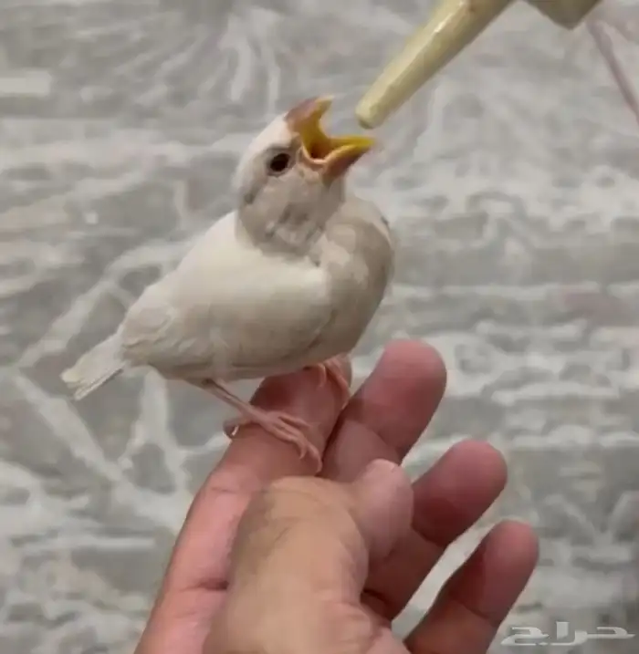 فرخ جاوا دايلوت عيون حمر .. محلي 0