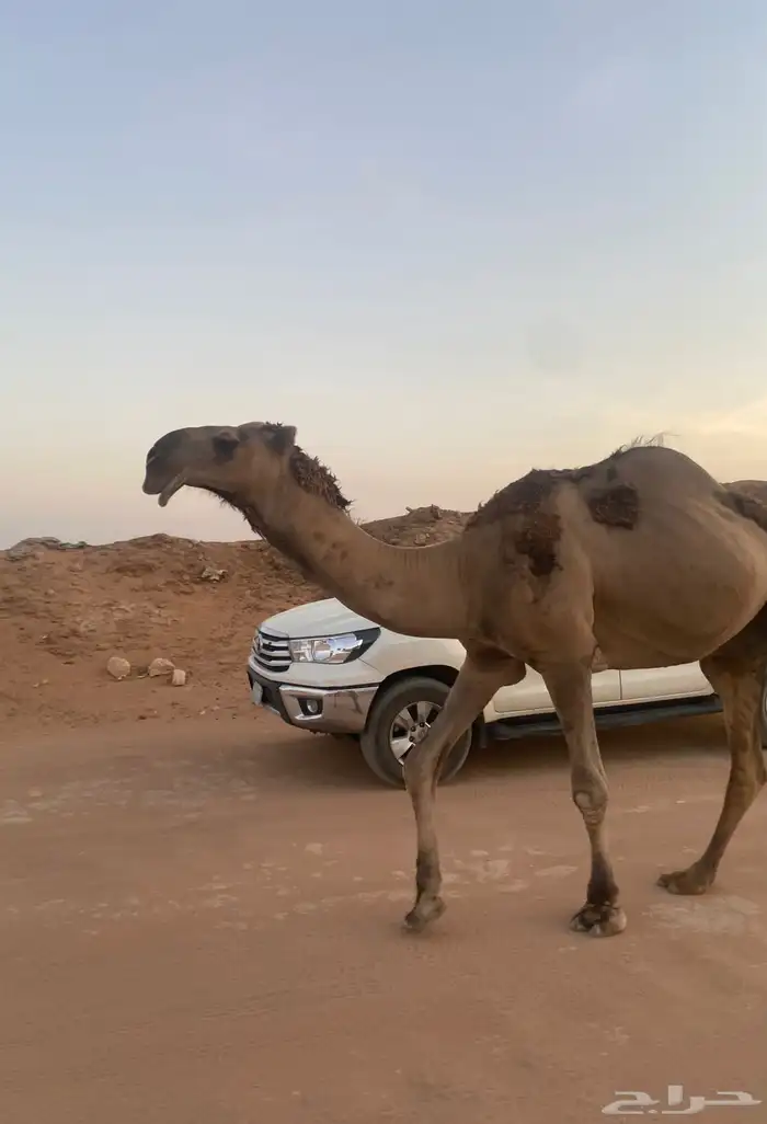 فحل ثني حمر 0