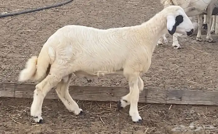 خروف حري للبيع 3