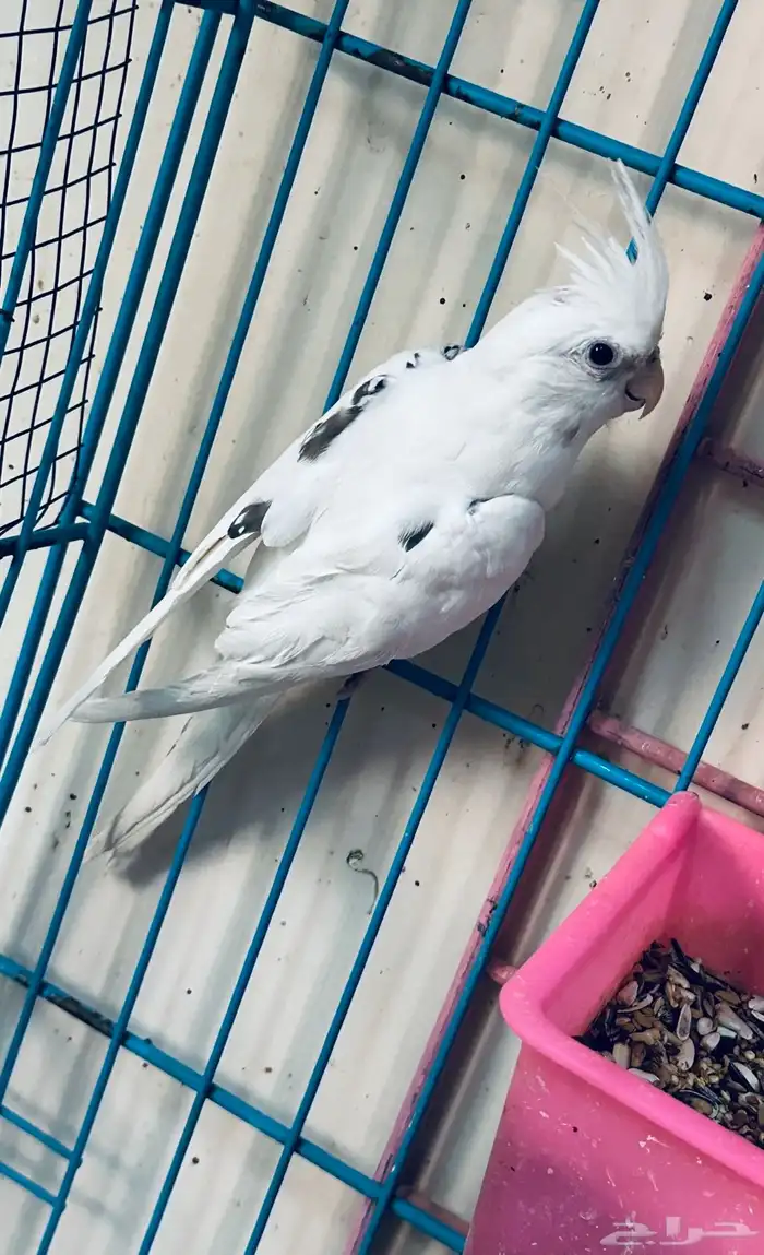 ذكور كروان 2