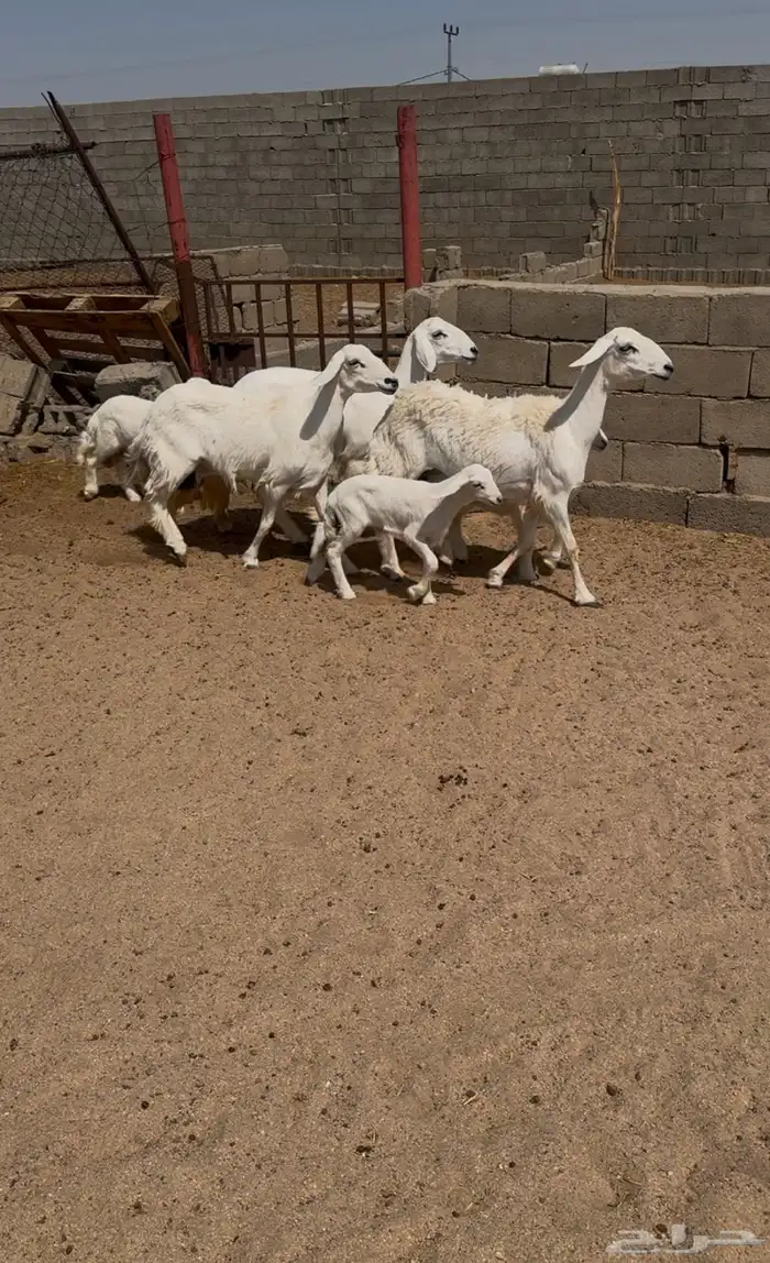 3 من الغنم وليد 2 ثنايا 1 جذعة مشروطة 0