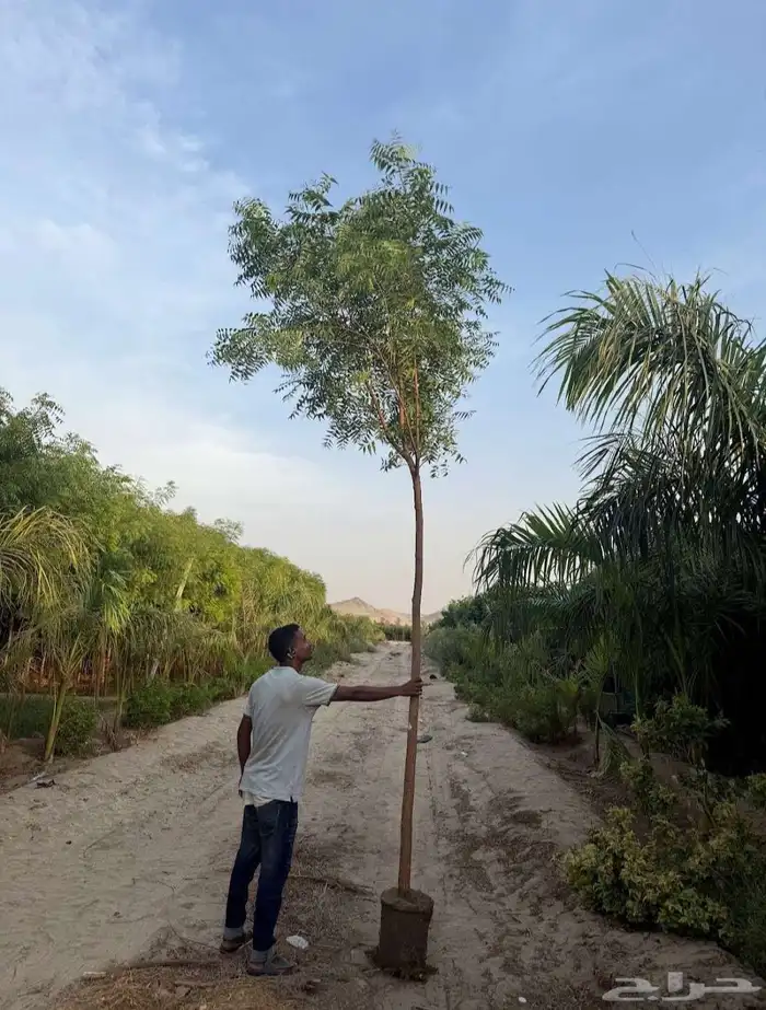 مشتل الجموم الجميع انواع اشجار با الجملة 0