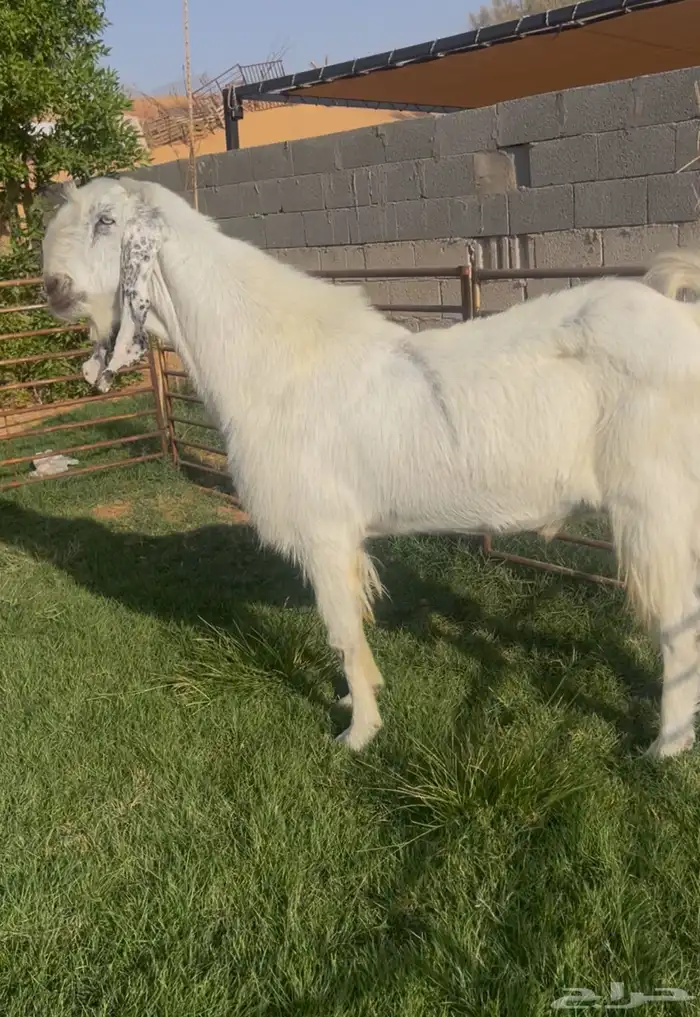 تيس اجم جبر له مقطع وهو يقرع 0