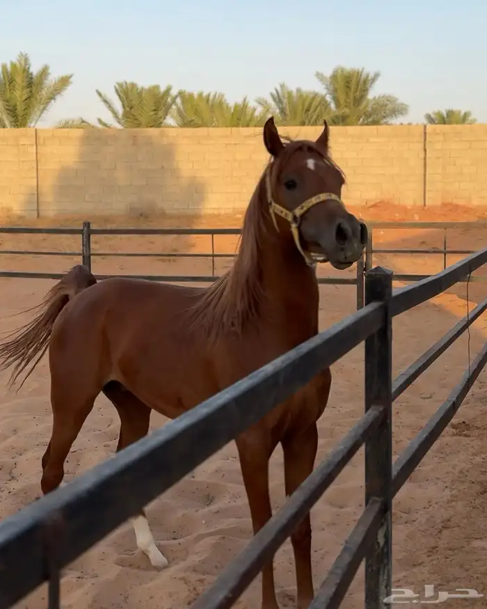 مهر واهو مكس 1