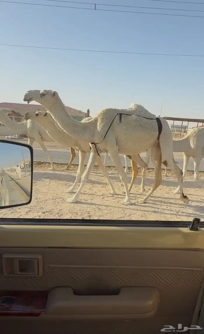 ناقه وضحا 0