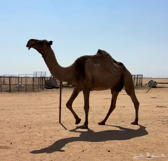 لقحه صفرا طيبه 1