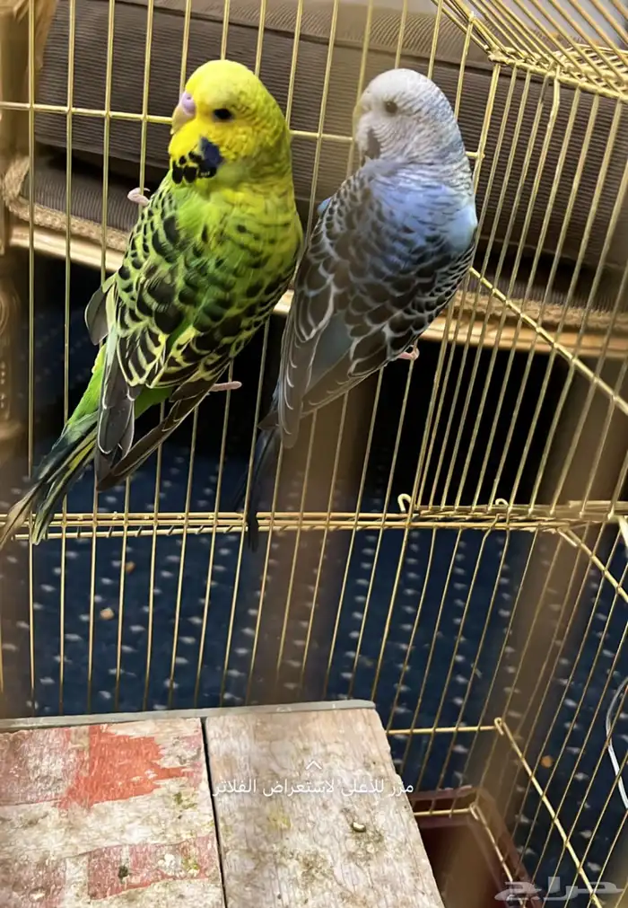 جوز بادجي( تم البيع) 5