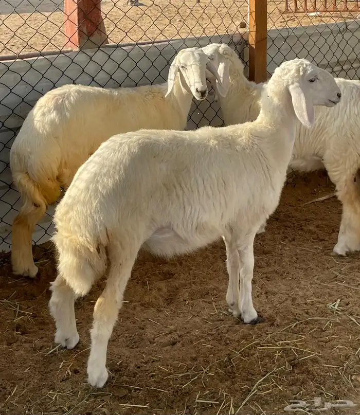 ذبايح نعيمي وحري تمارا 3