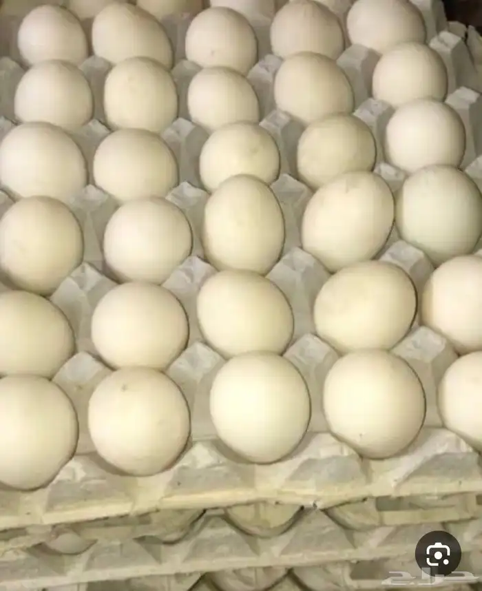 بيض بط سوداني 1