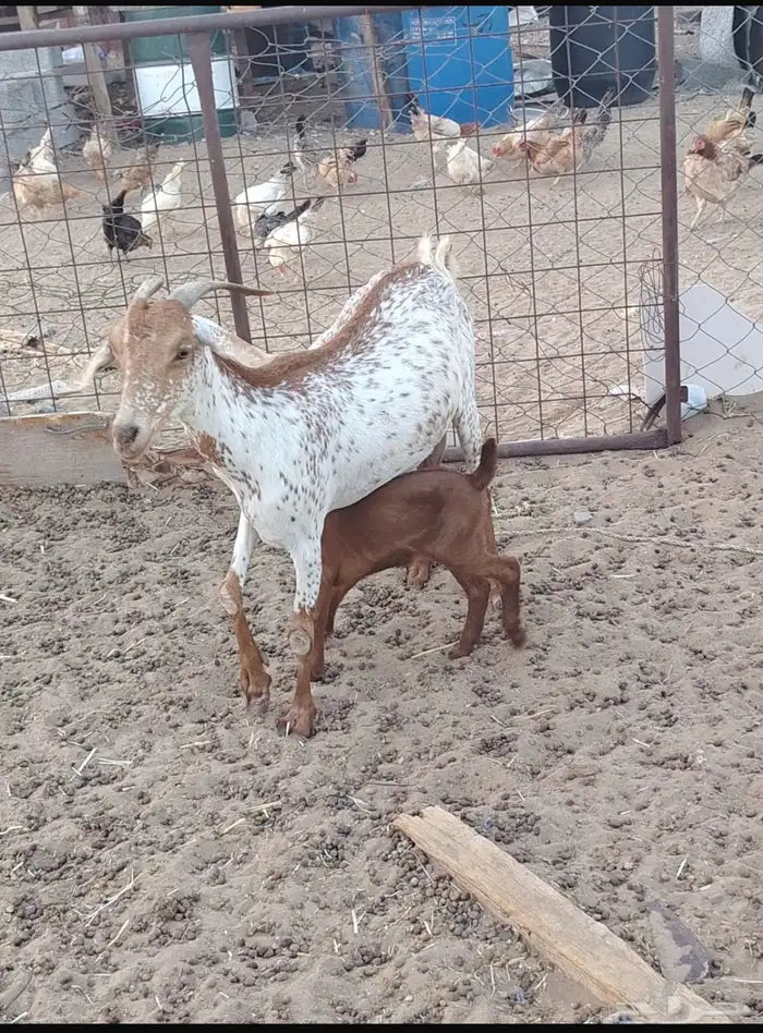 معزاء للبيع 0