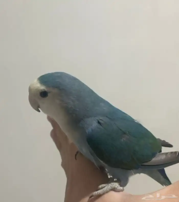 ببغاء روز 0
