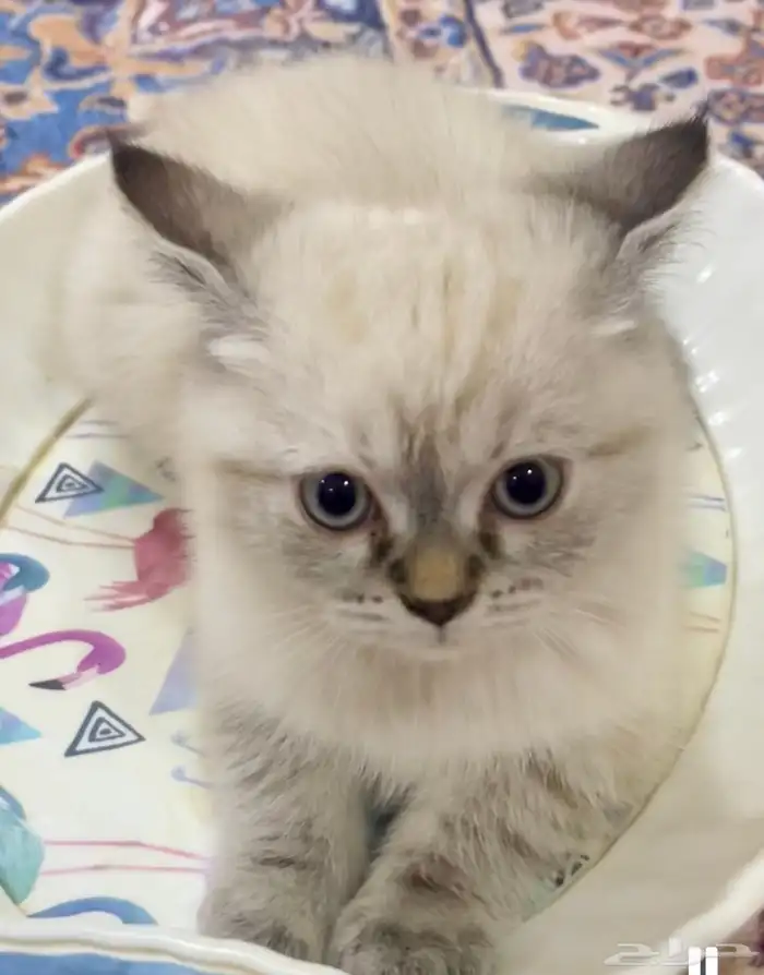 قطط هملايا صغير 0