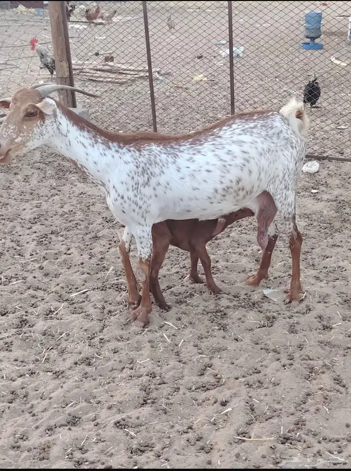 معزاء للبيع 4